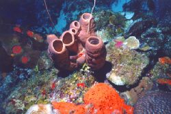 Hard and soft corals taken off Providenciales, Turks and ... by Matthew Shanley 
